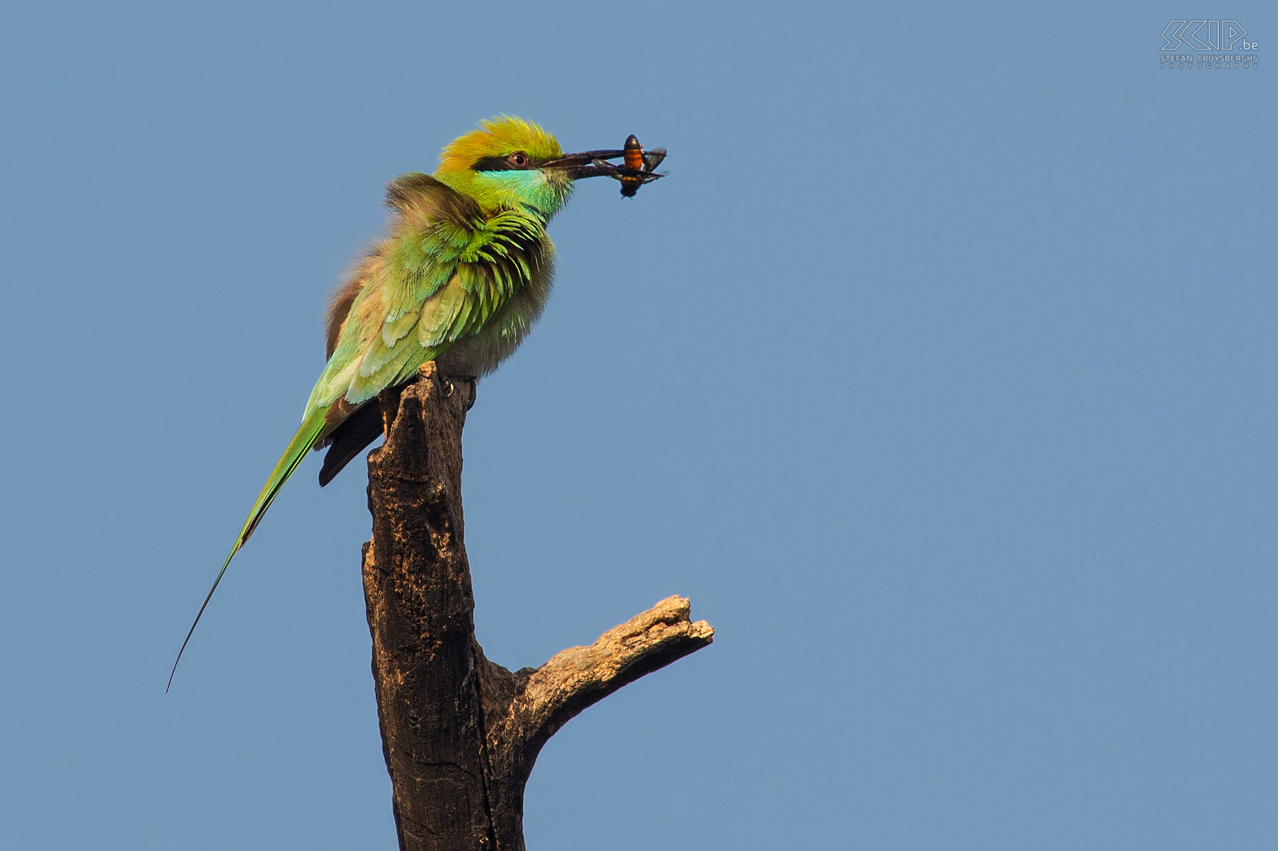 Keoladeo - Green bee-eater A beautiful green bee-eater (Merops orientalis) that has catched an insect. They break the exoskeleton of the insect (mostly bees, wasps or dragonflies) by repeatedly thrashing it on a perch.<br />
 Stefan Cruysberghs